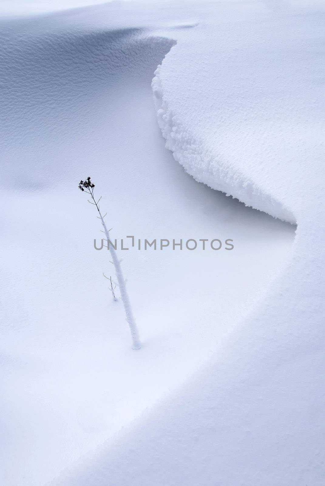 Beautiful minimalistic snowy background with a single frozen weed stalk