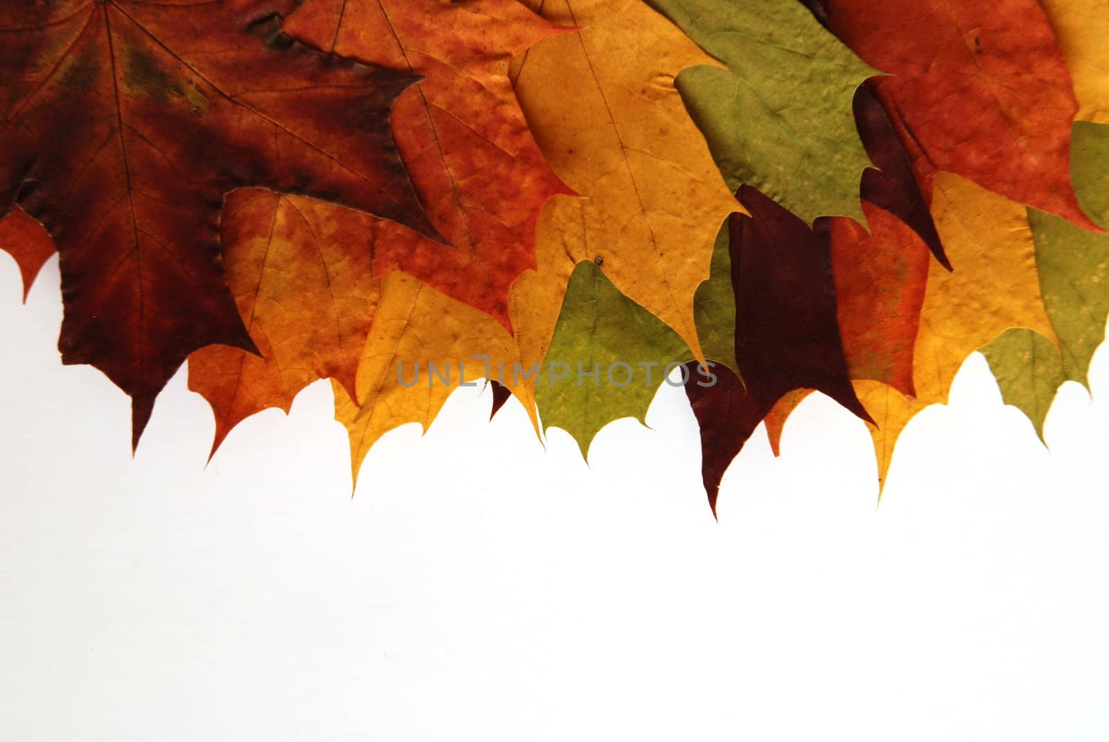 Colorful maple leaves isolated on the white background