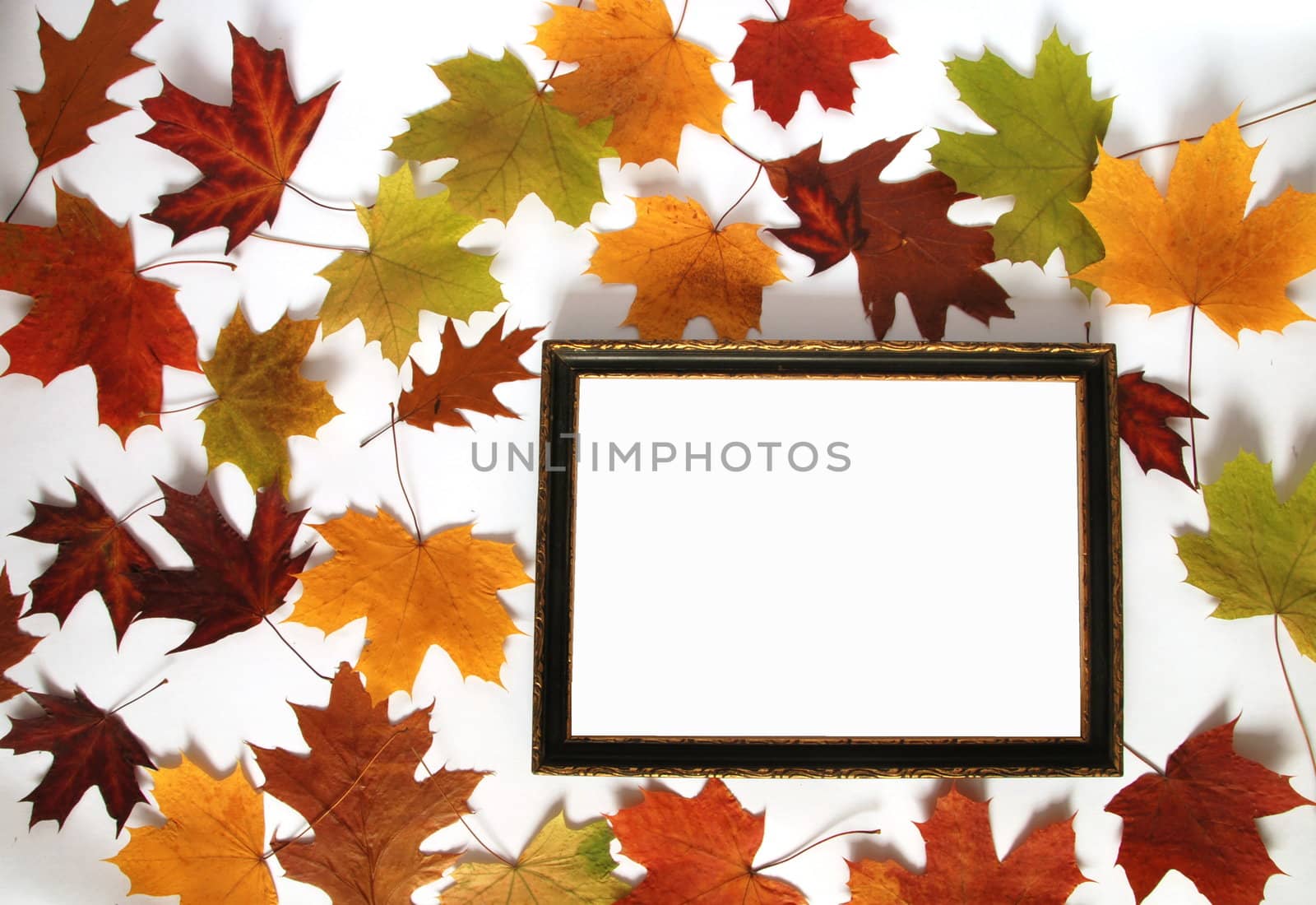Colorful maple leaves isolated on the white background