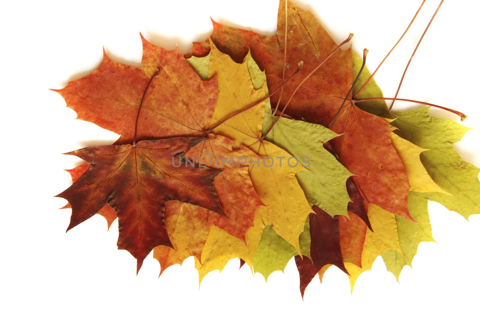 Colorful maple leaves isolated on the white background