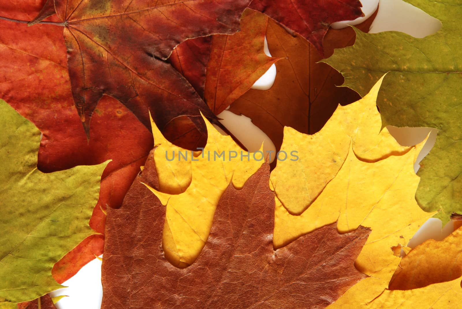 Colorful maple leaves isolated on the white background
