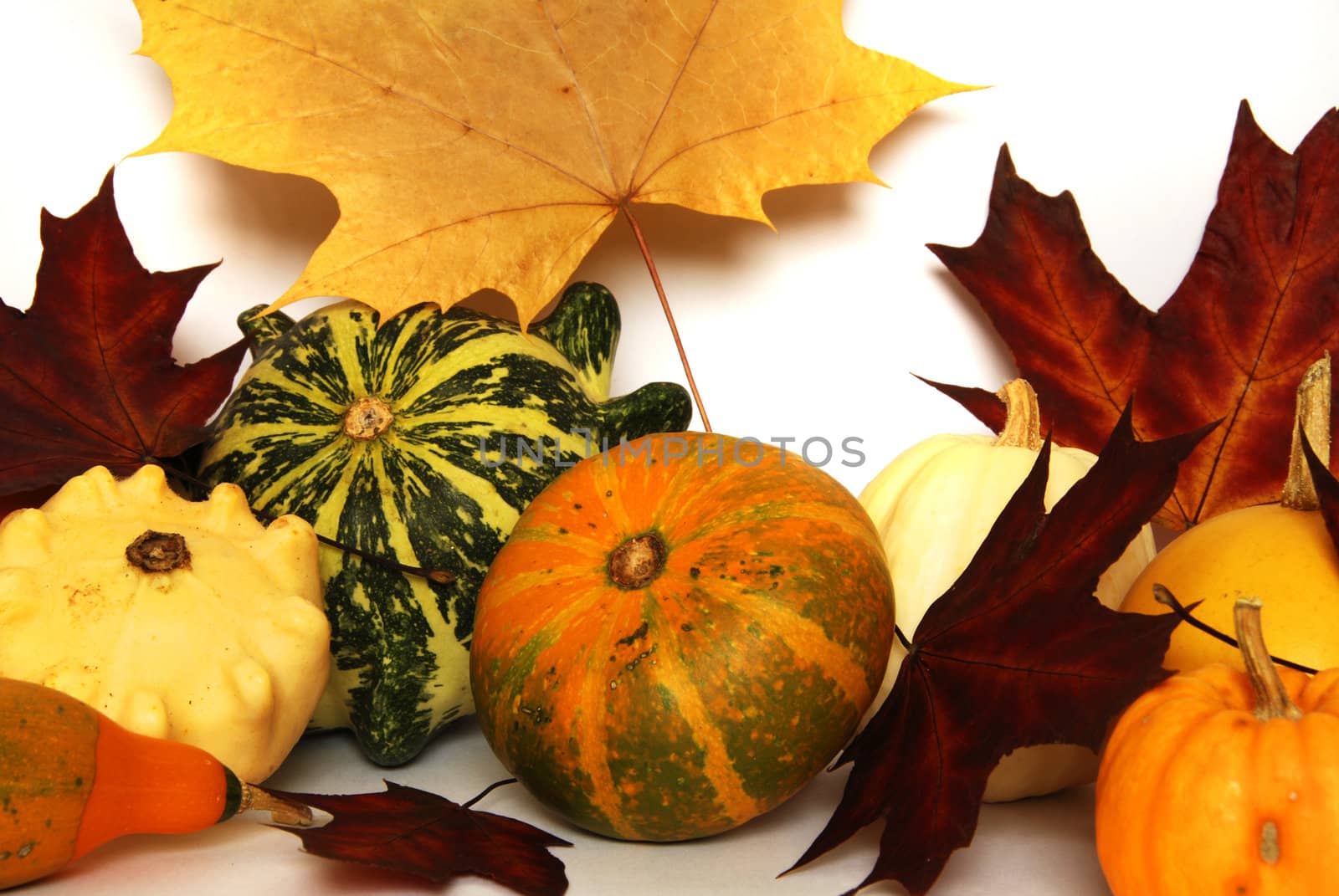 Autumn still-life with colorful pumkins and maple leaves