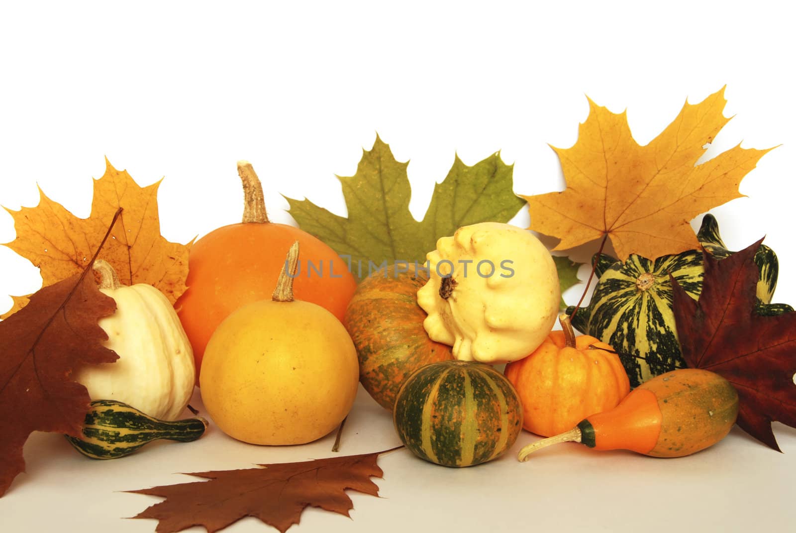 Autumn still-life with colorful pumkins and maple leaves