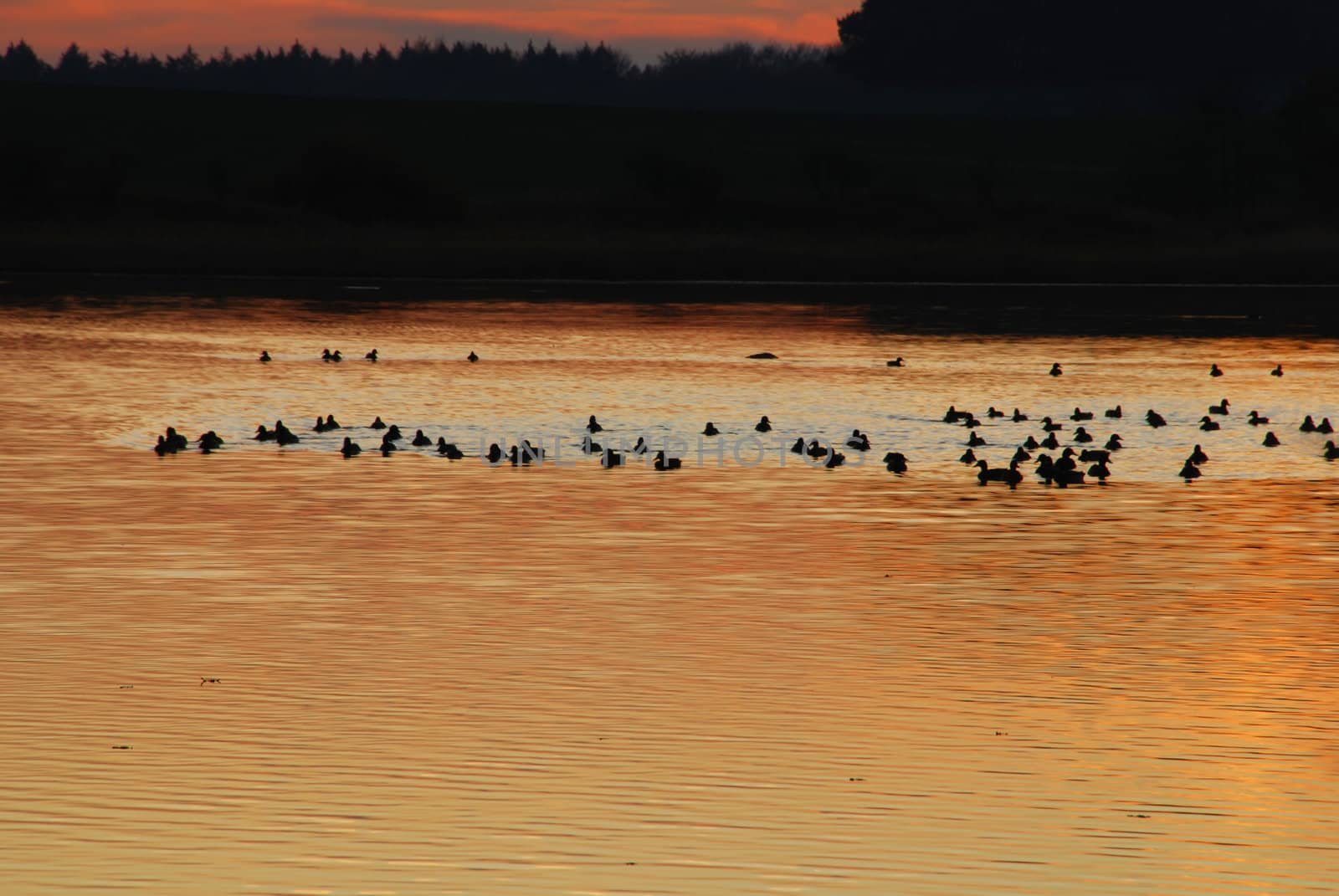 Beautiful colorful sunset over the lake with ducks in summer