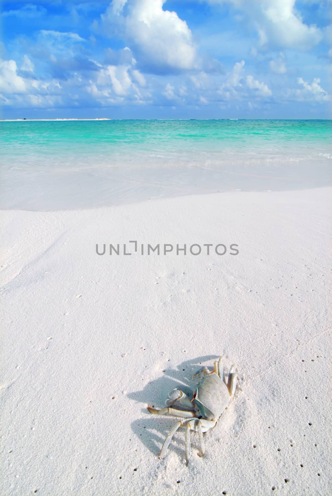 Small crab on a beautiful Maldivian beach 