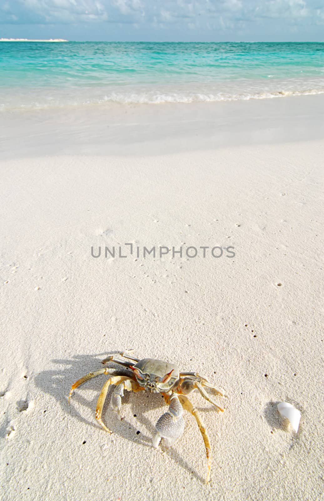 Small crab on a beautiful Maldivian beach 
