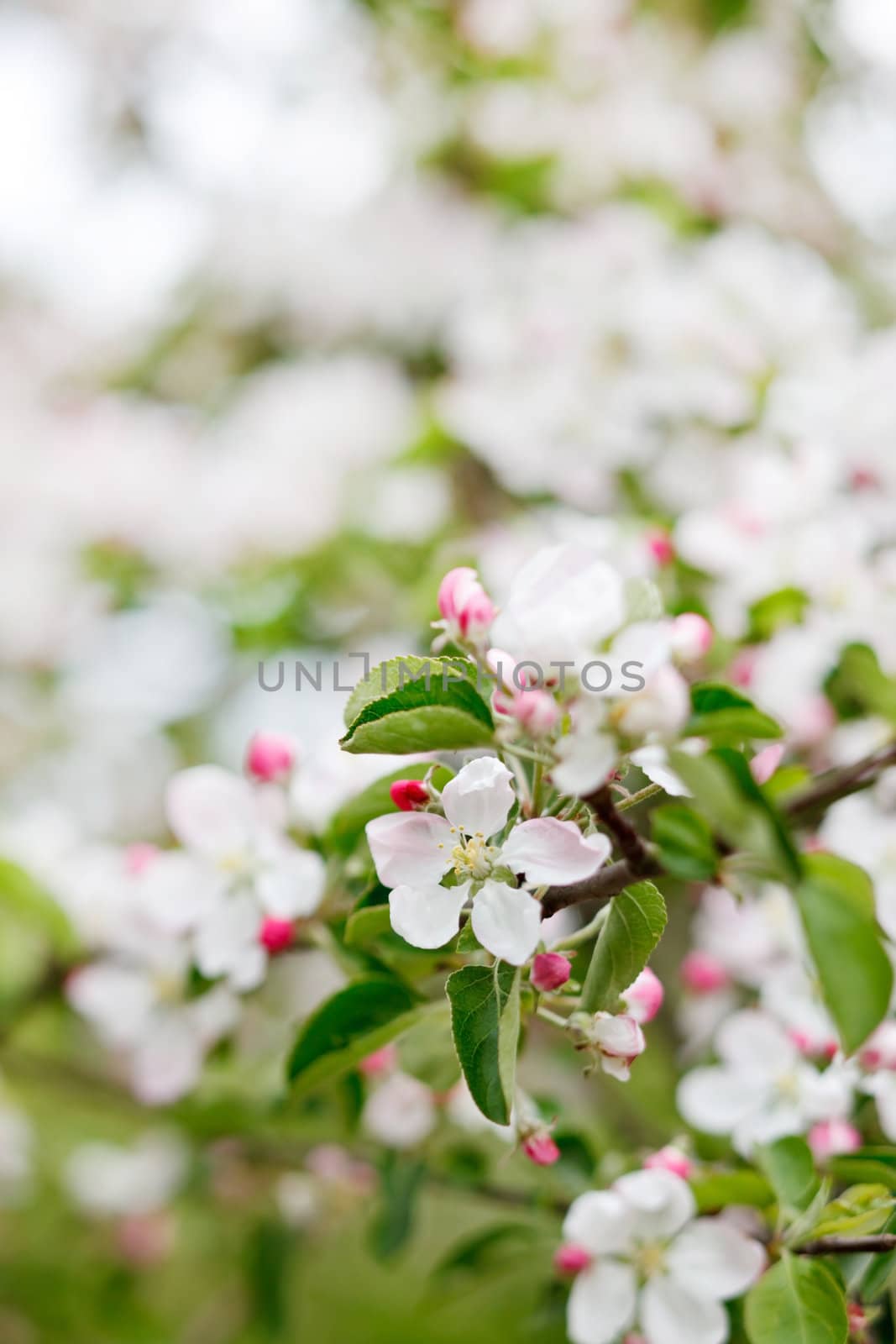 pink apple flowers  by shebeko