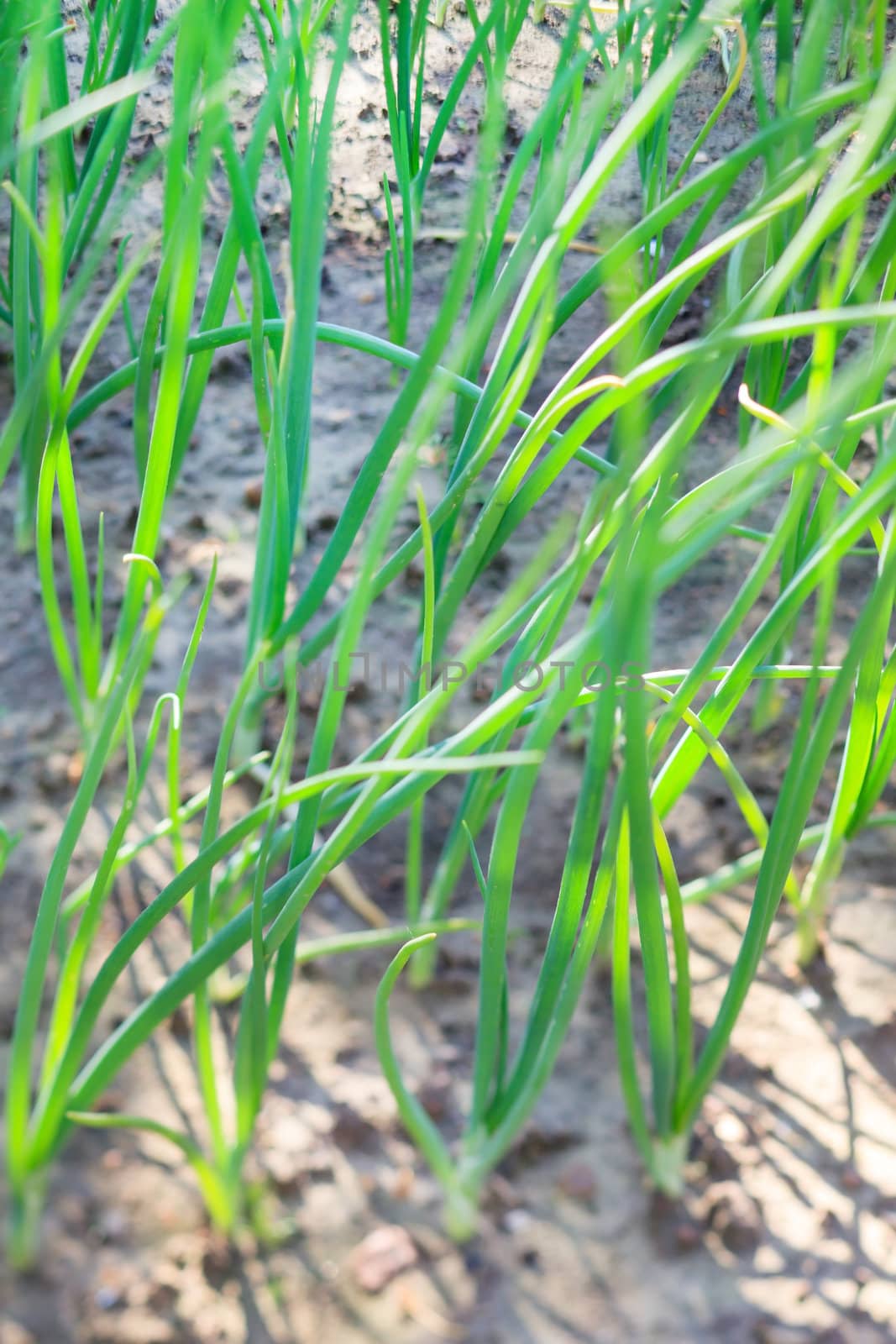 Young garlic plants