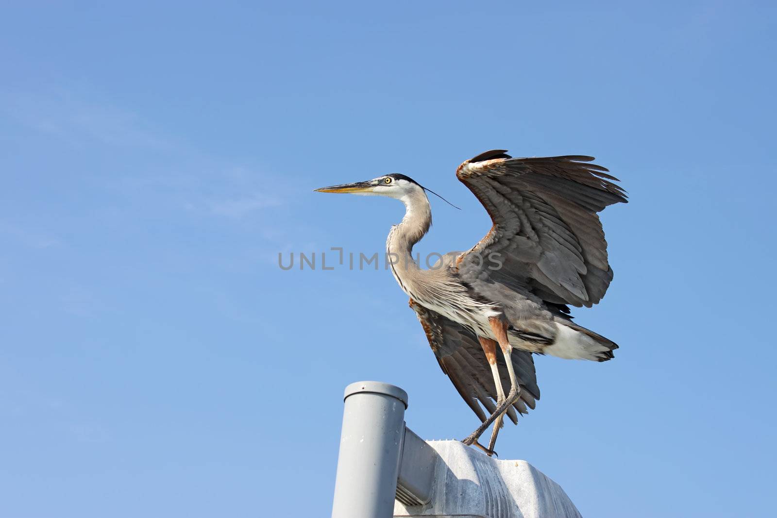 Great blue heron with wings spread near Sarasota, Florida by sgoodwin4813