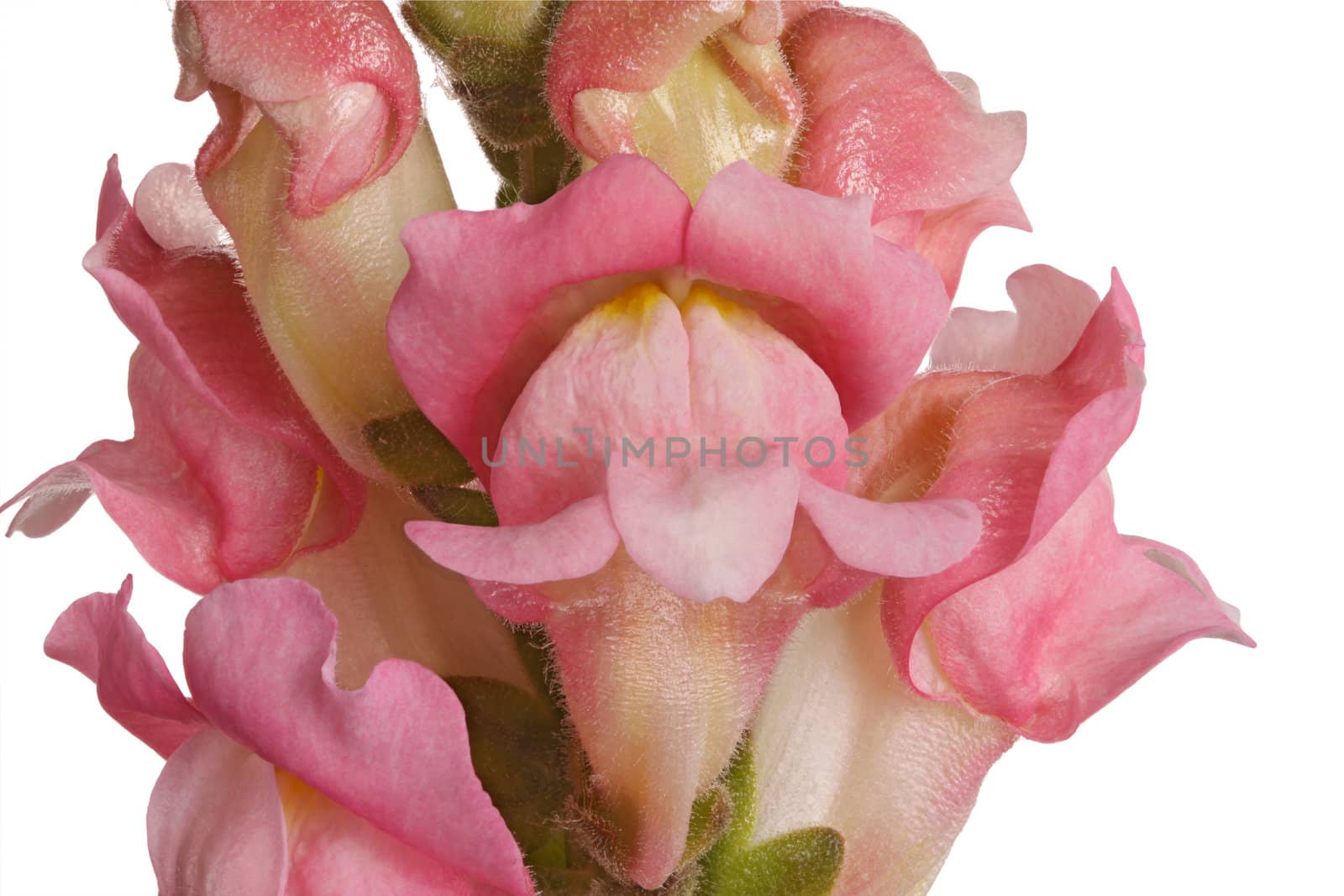 Close-up of pink shapdragon flowers isolated on white by sgoodwin4813
