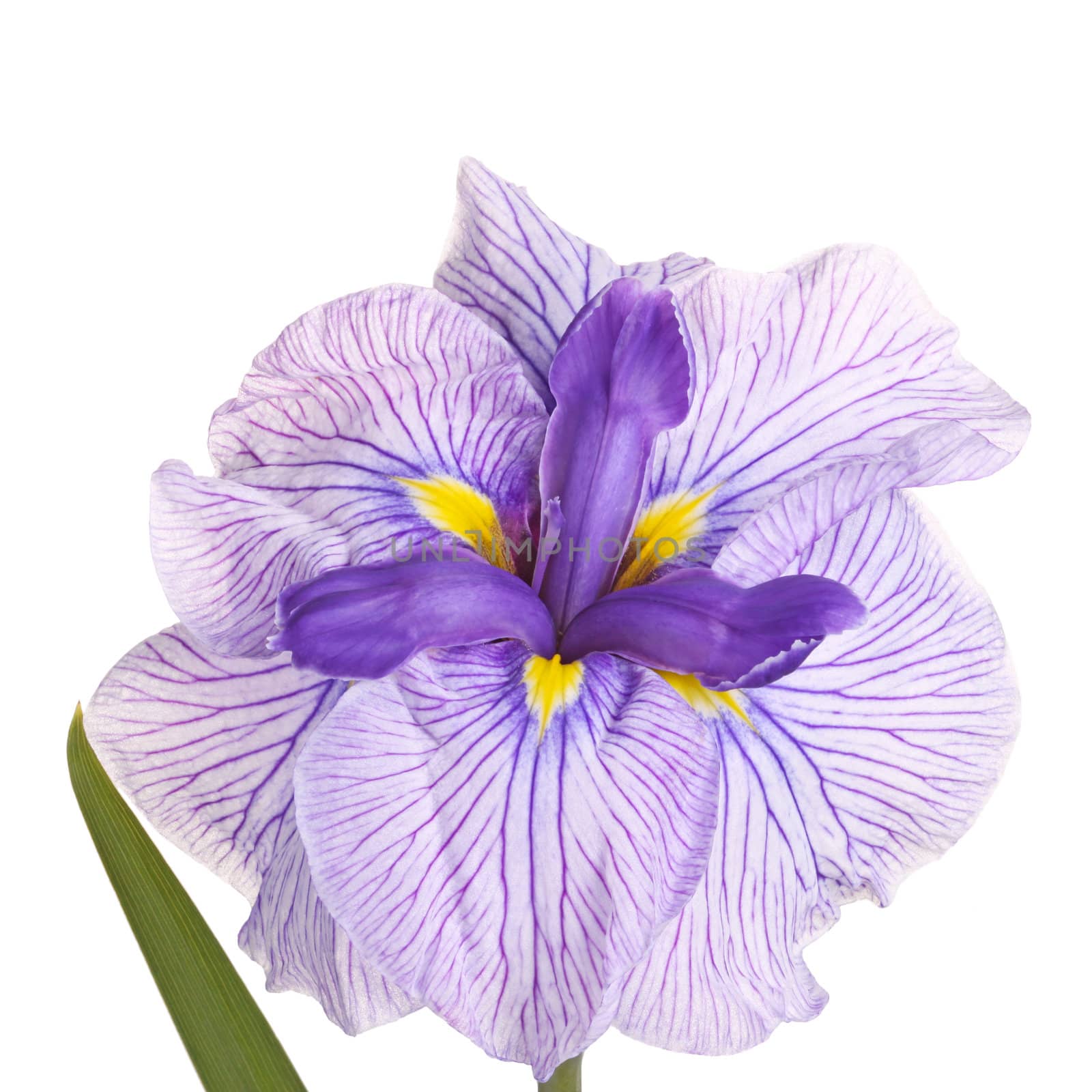 Purple, yellow and white flower of a Japanese iris cultivar (Iris ensata) isolated against a white background