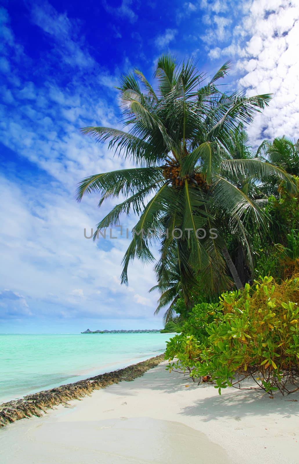 Beutiful tropical beach in the Maldives with a coconut palms hanging over the sea