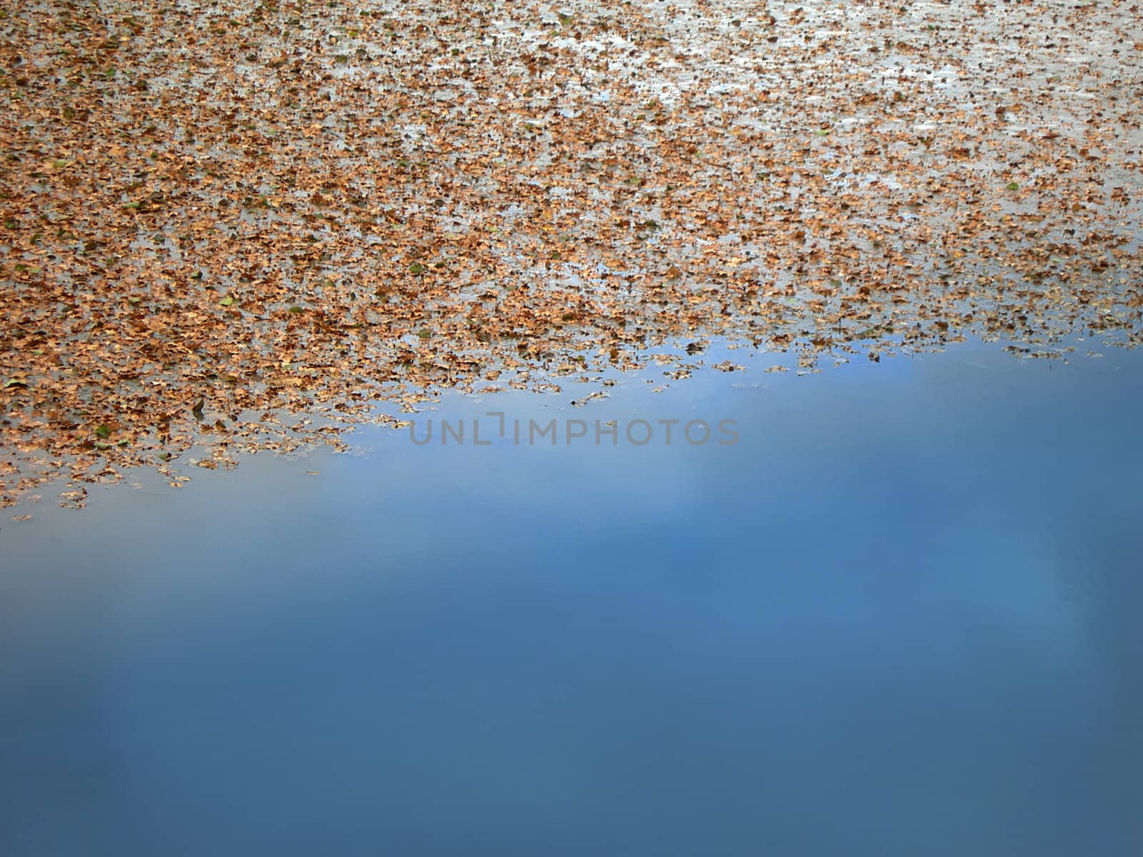 Leaves in water by drakodav