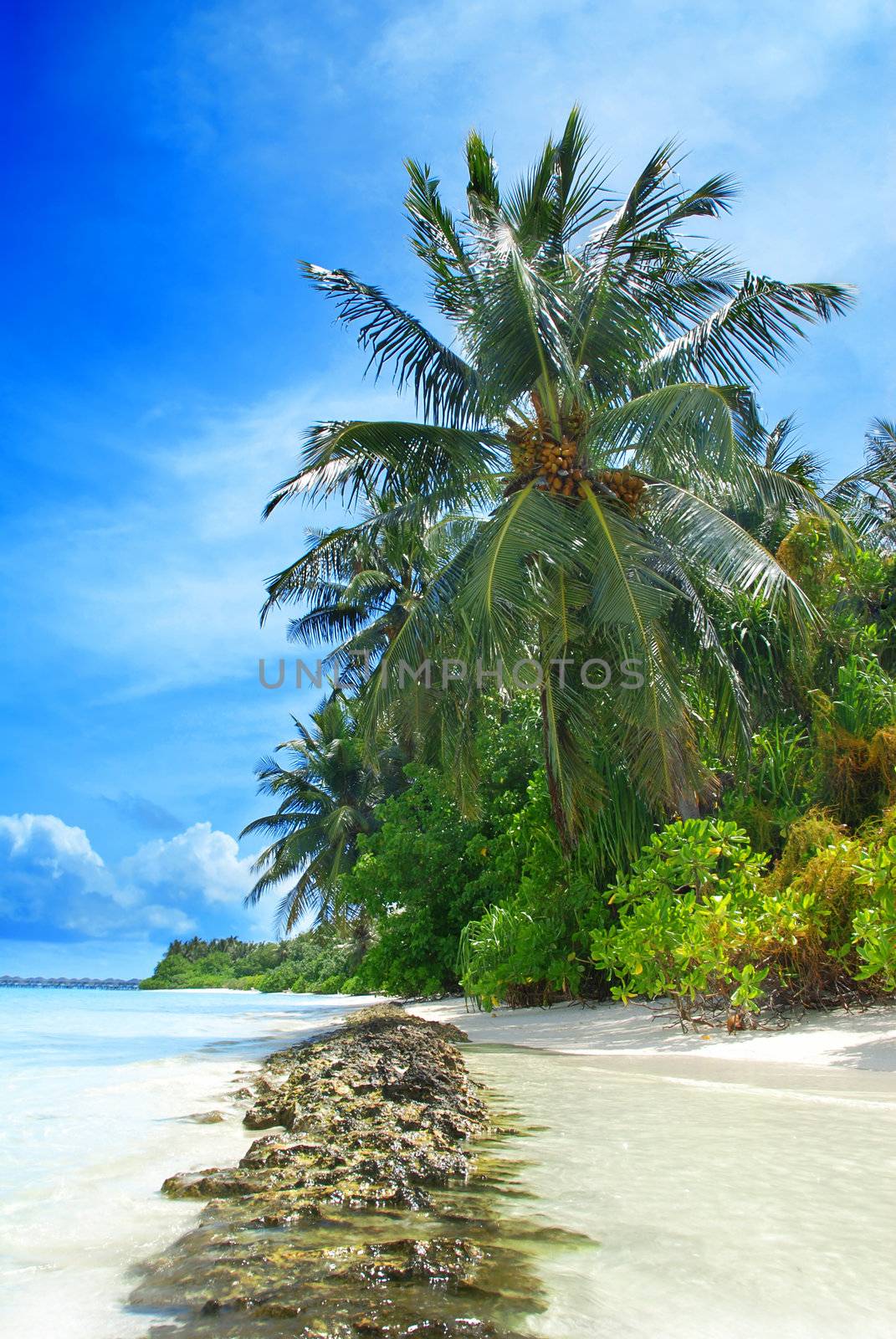 Beutiful tropical beach in the Maldives with a coconut palms hanging over the sea and stone formation in the front