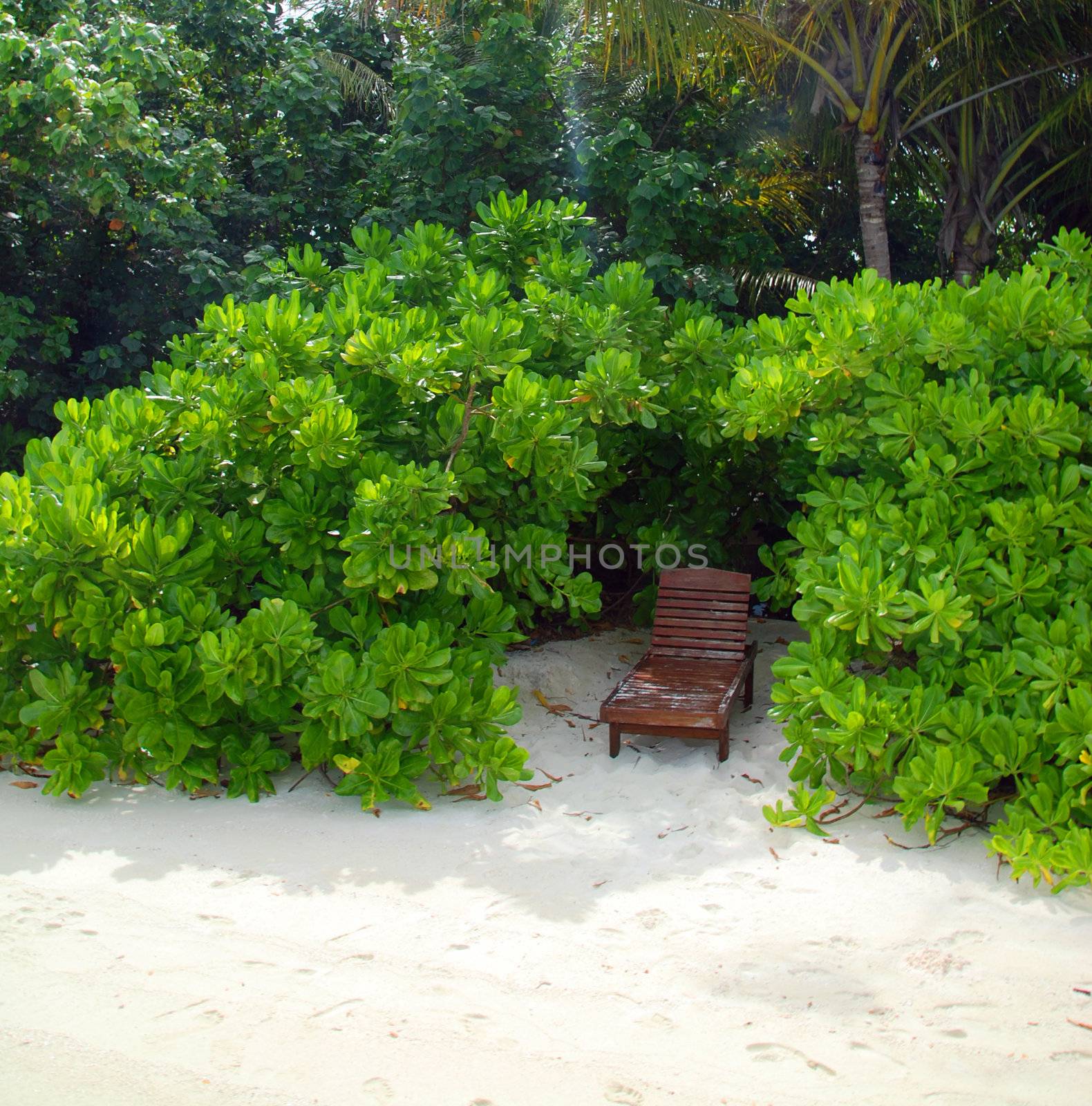 Sun bed on the beach under tropical palms in the Maldives