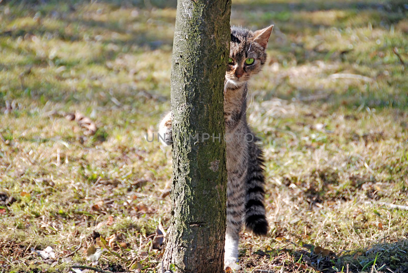 Lovely green eyed kitten is hiding and peeking behind the tree. 