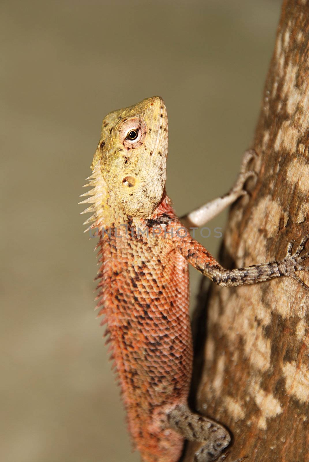 Small tropical gecko sitting on a wooden branch