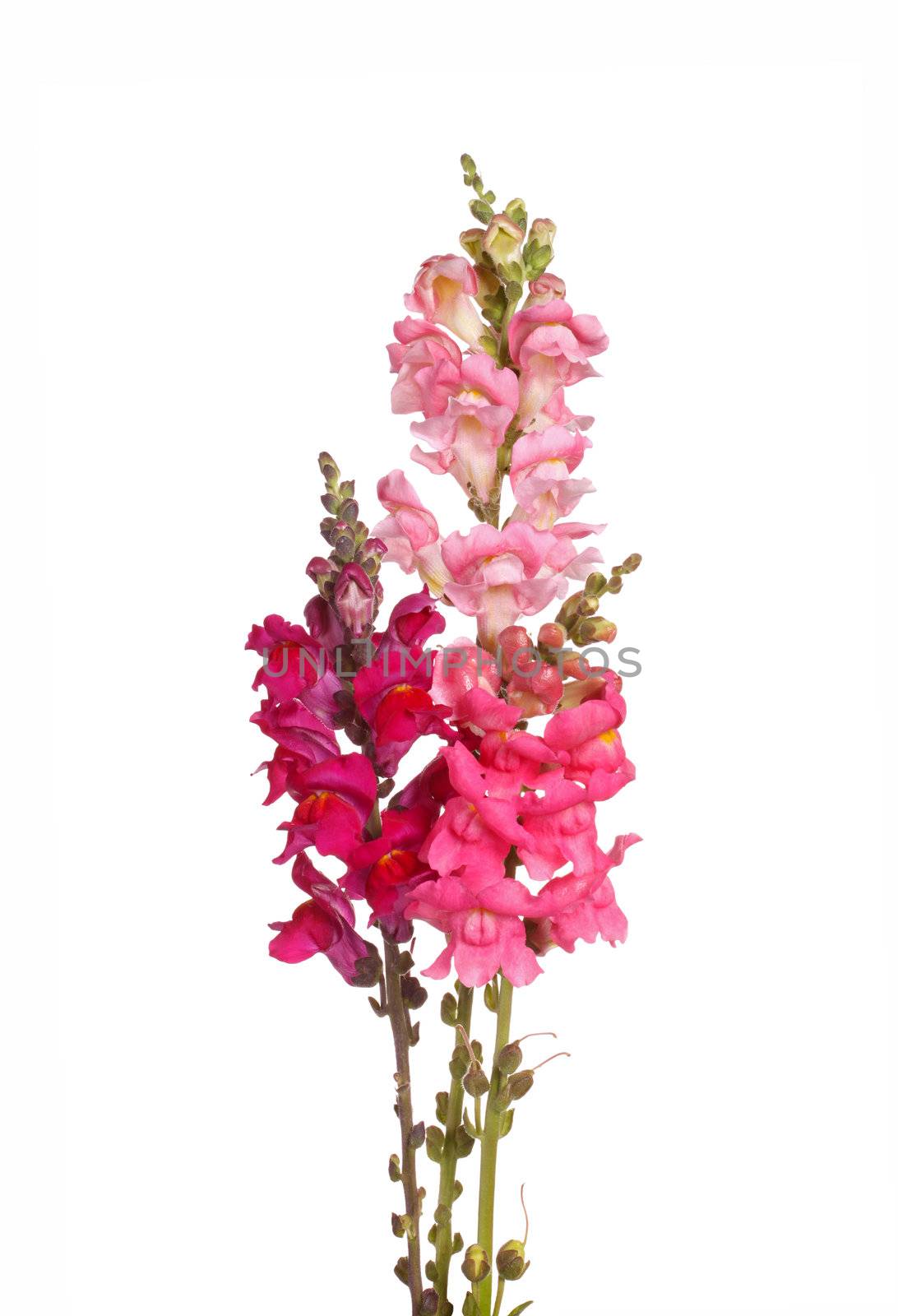 Three stems with pink, red, purple and yellow flowers of snapdragons (Antirrhinum majus) isolated against a white background