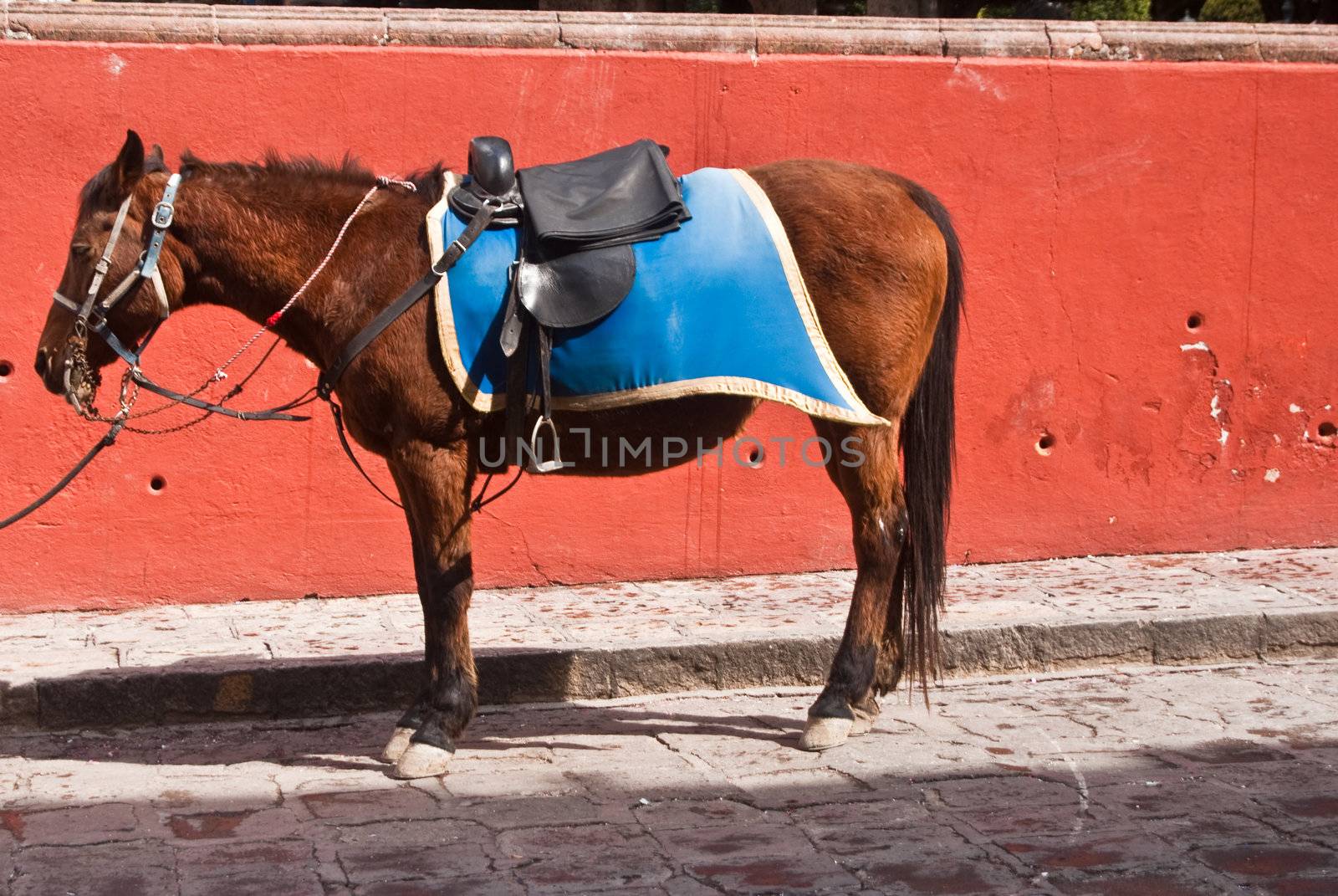 Mexican Police Horse stands at attention by emattil