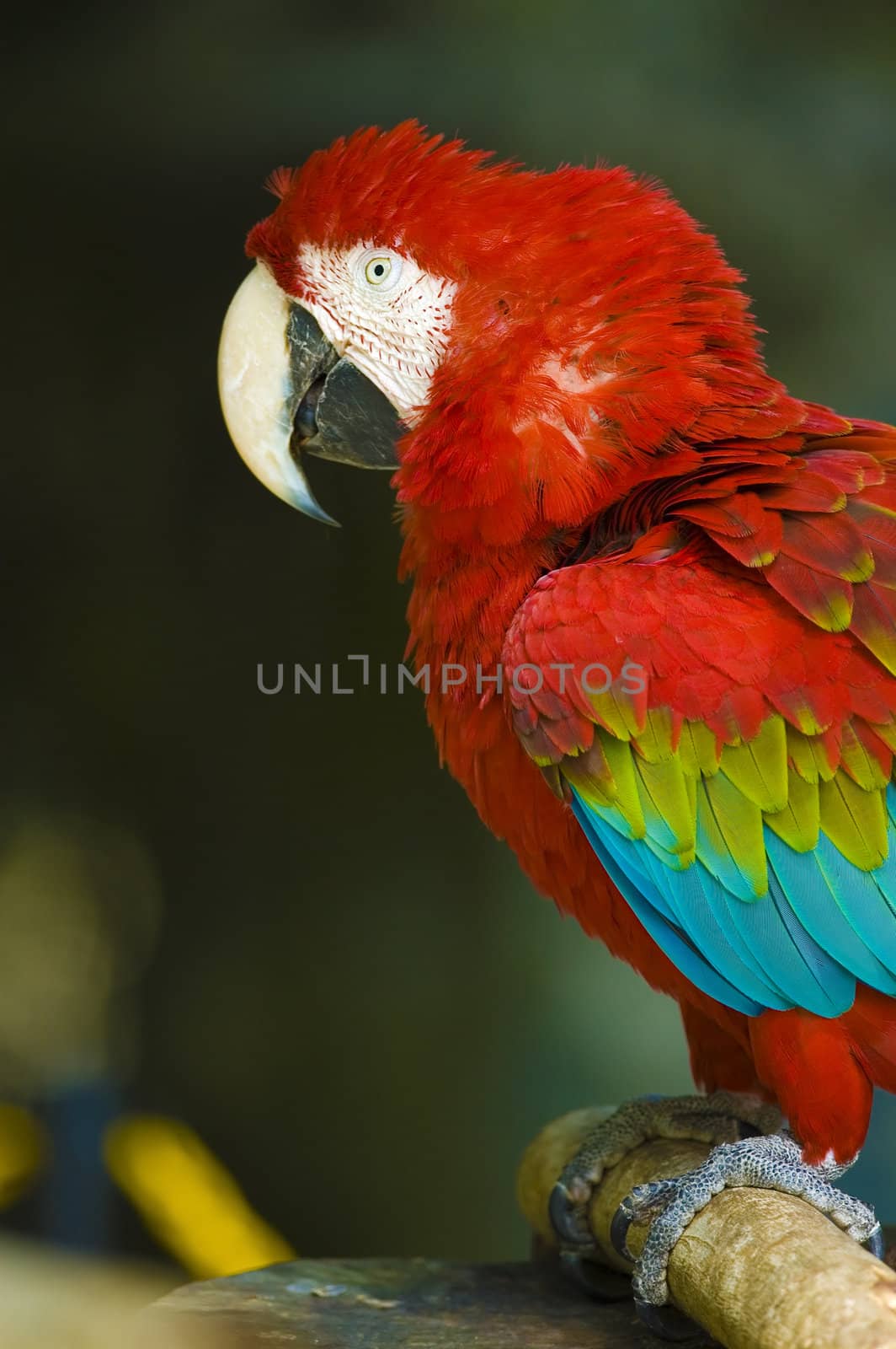parrot by yuliang11