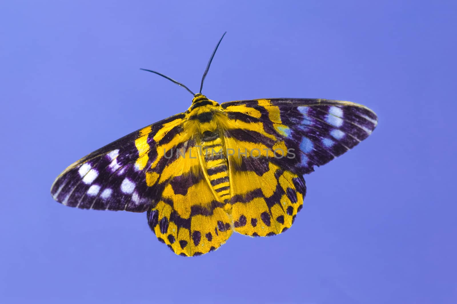 butterfly with natural background