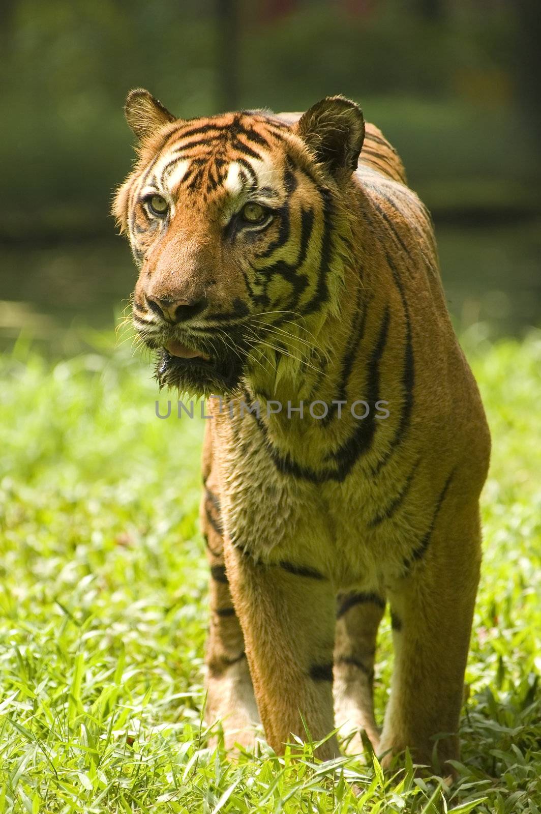 potrait of a tiger