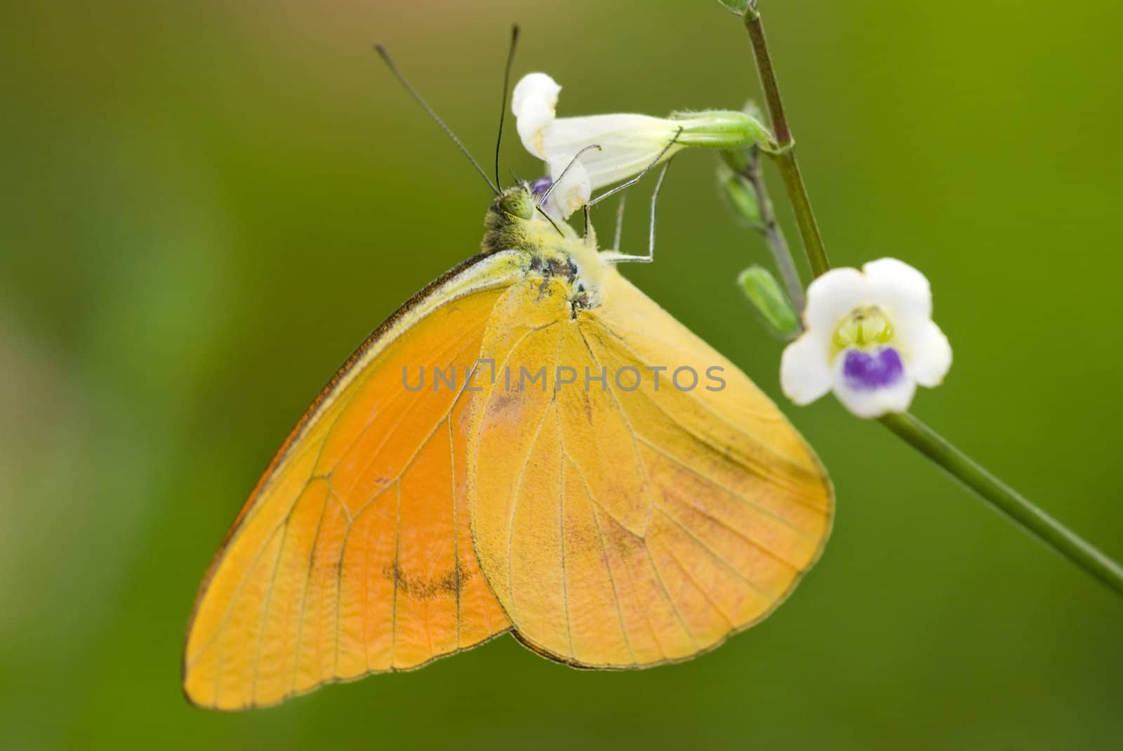 butterfly with natural background by yuliang11