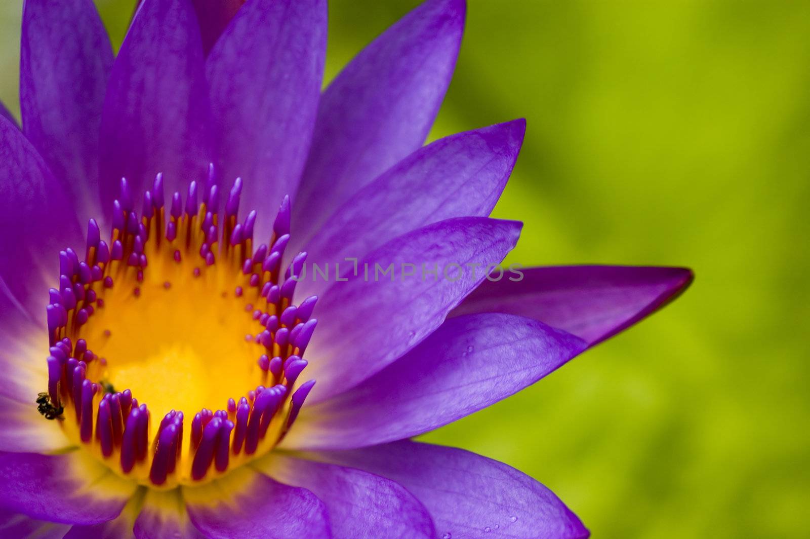 lotus by yuliang11
