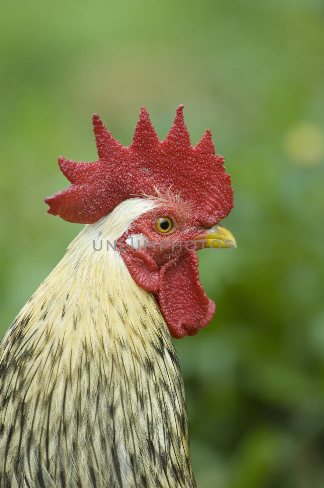 rooster with green background