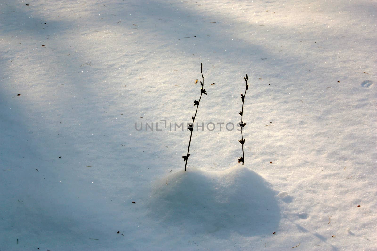 Two herbal twigs (couple) on the dirty snow background.