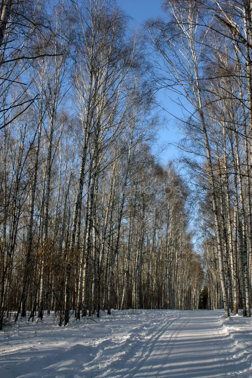 Winter birch grove by sergpet