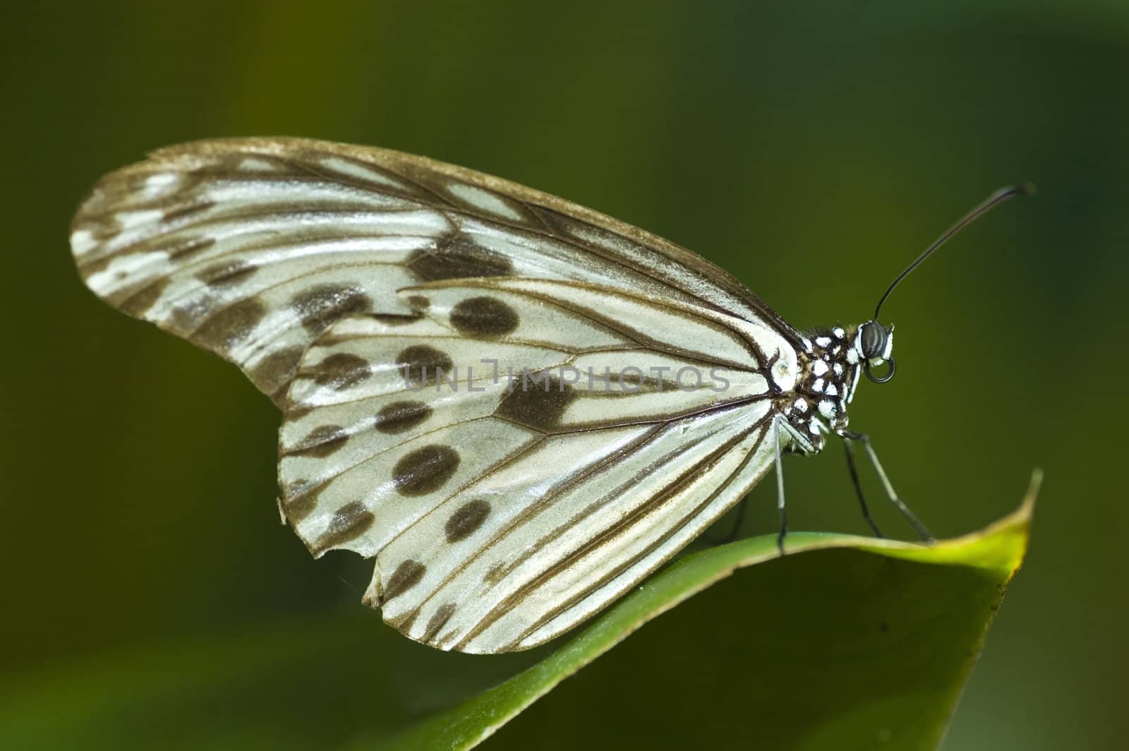 butterfly with natural background