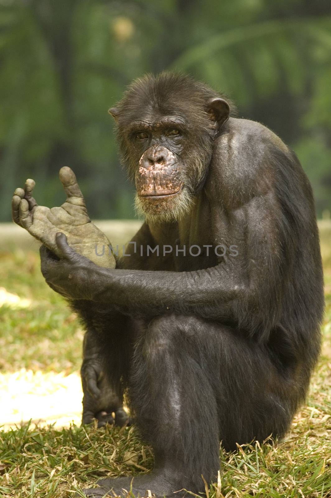 chimpanzee by yuliang11