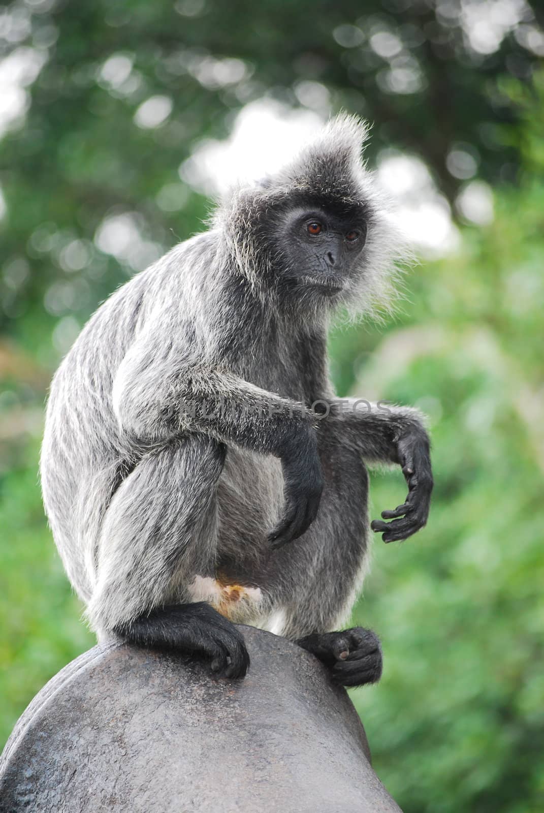 species of silverleaf monkey