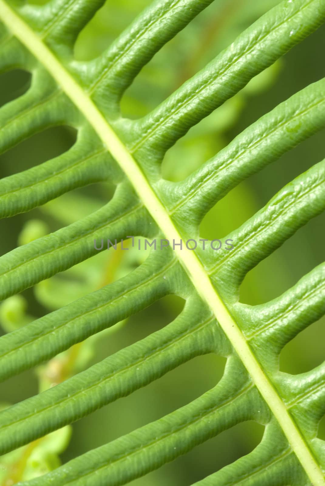macro shot of green leaf by yuliang11