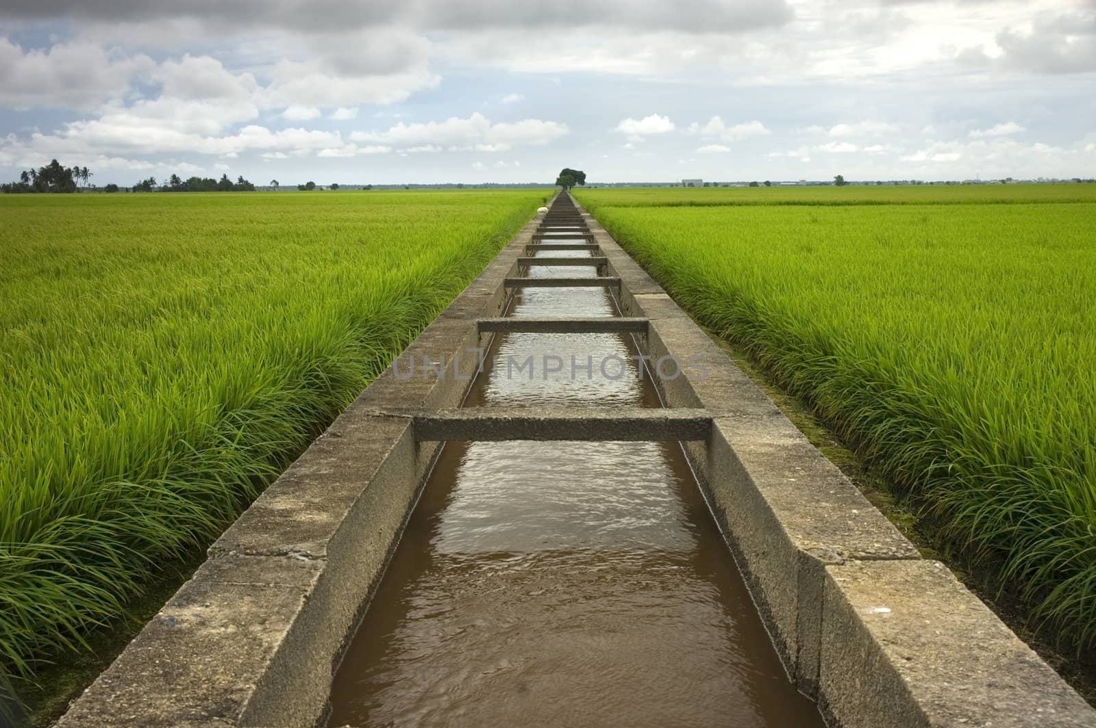paddy rice field irrigation