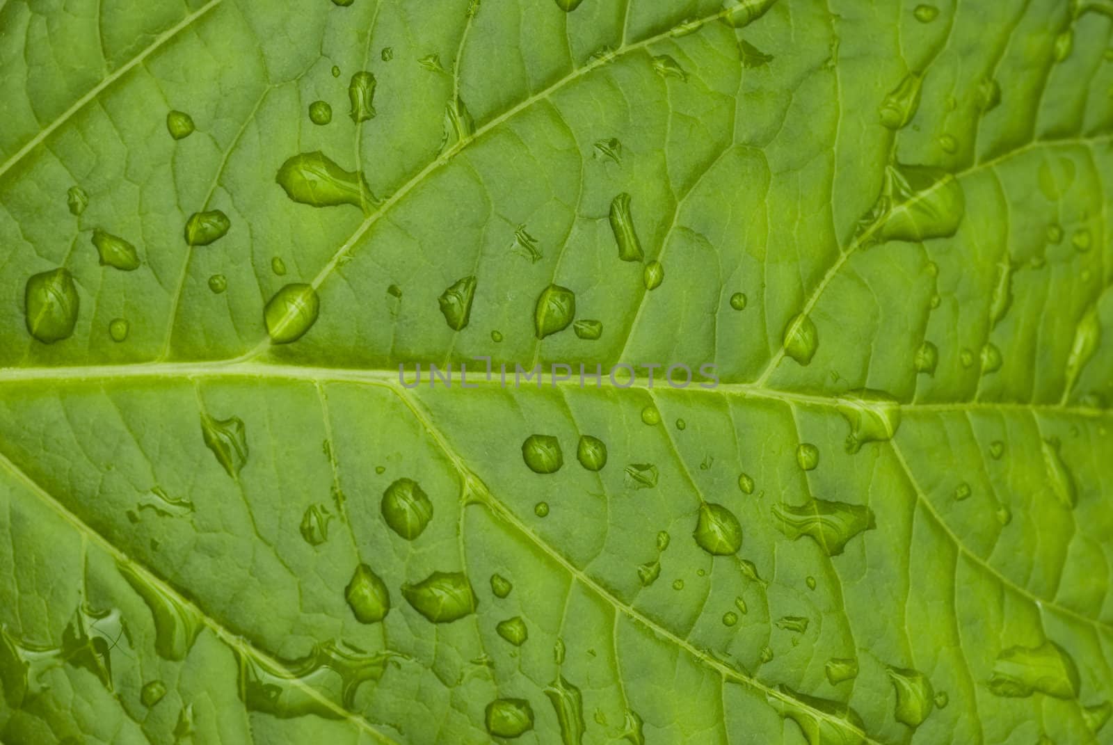 green leaf by yuliang11