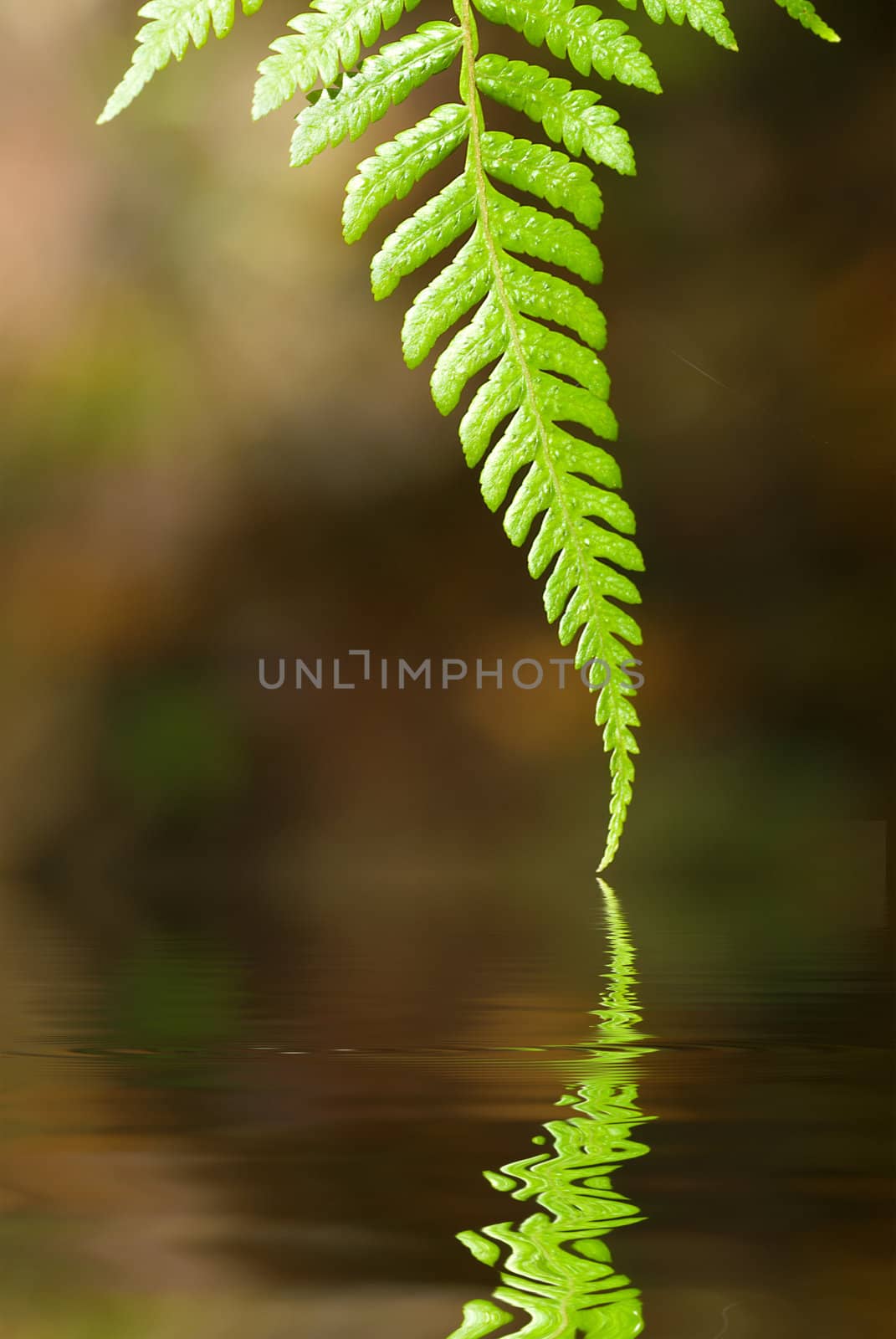 green leaf by yuliang11
