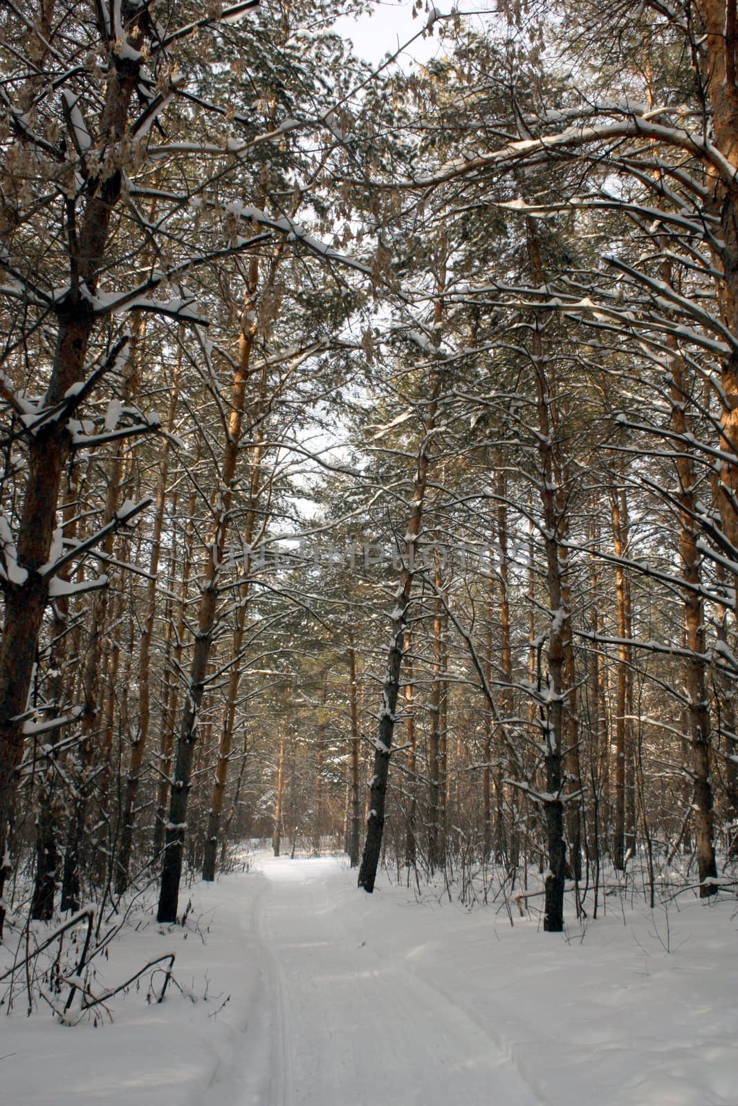 In winter forest by sergpet