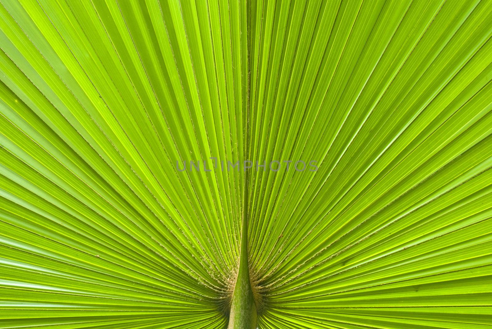 Chusan Palm Leaf section