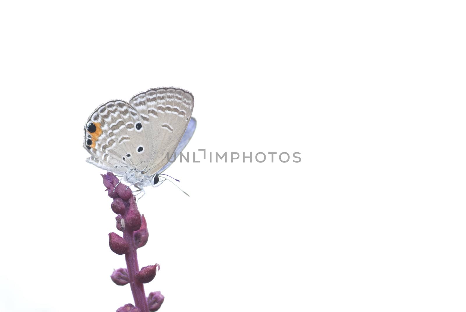 butterfly with natural background by yuliang11