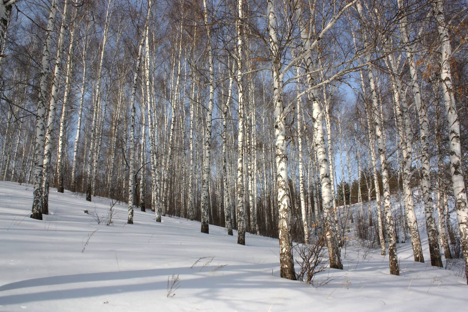 Winter birch wood by sergpet