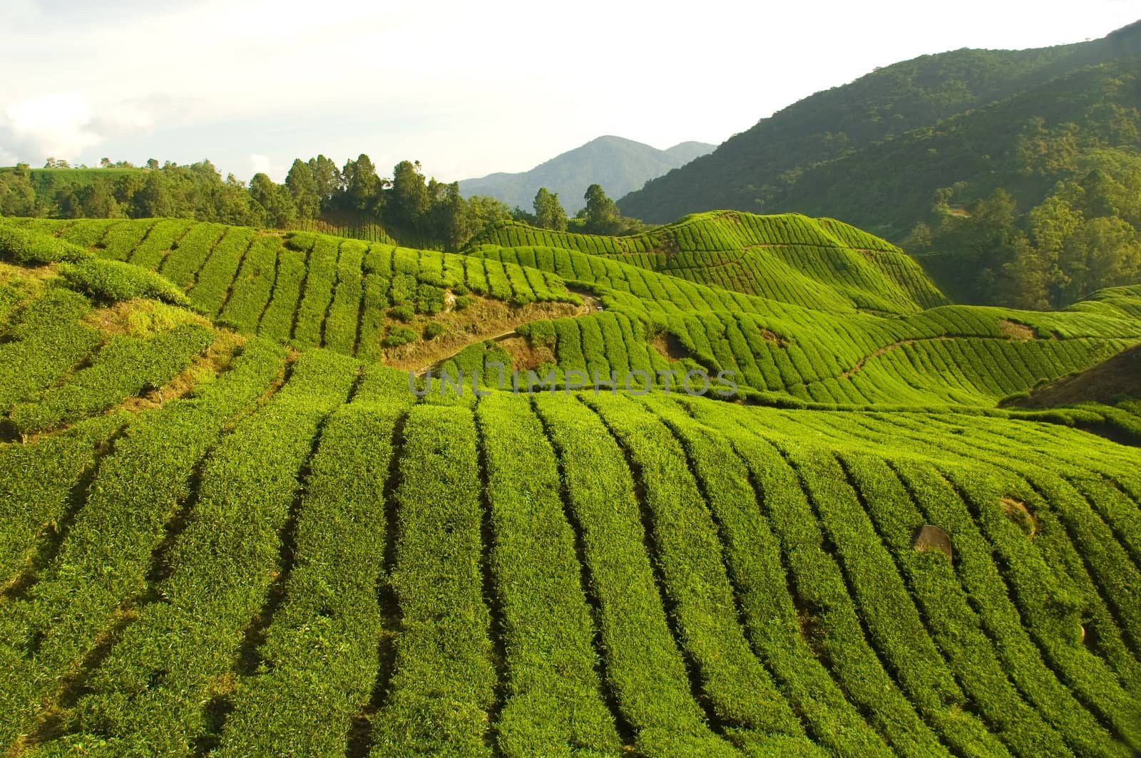 tea plantation in cameron highlands ,malaysia