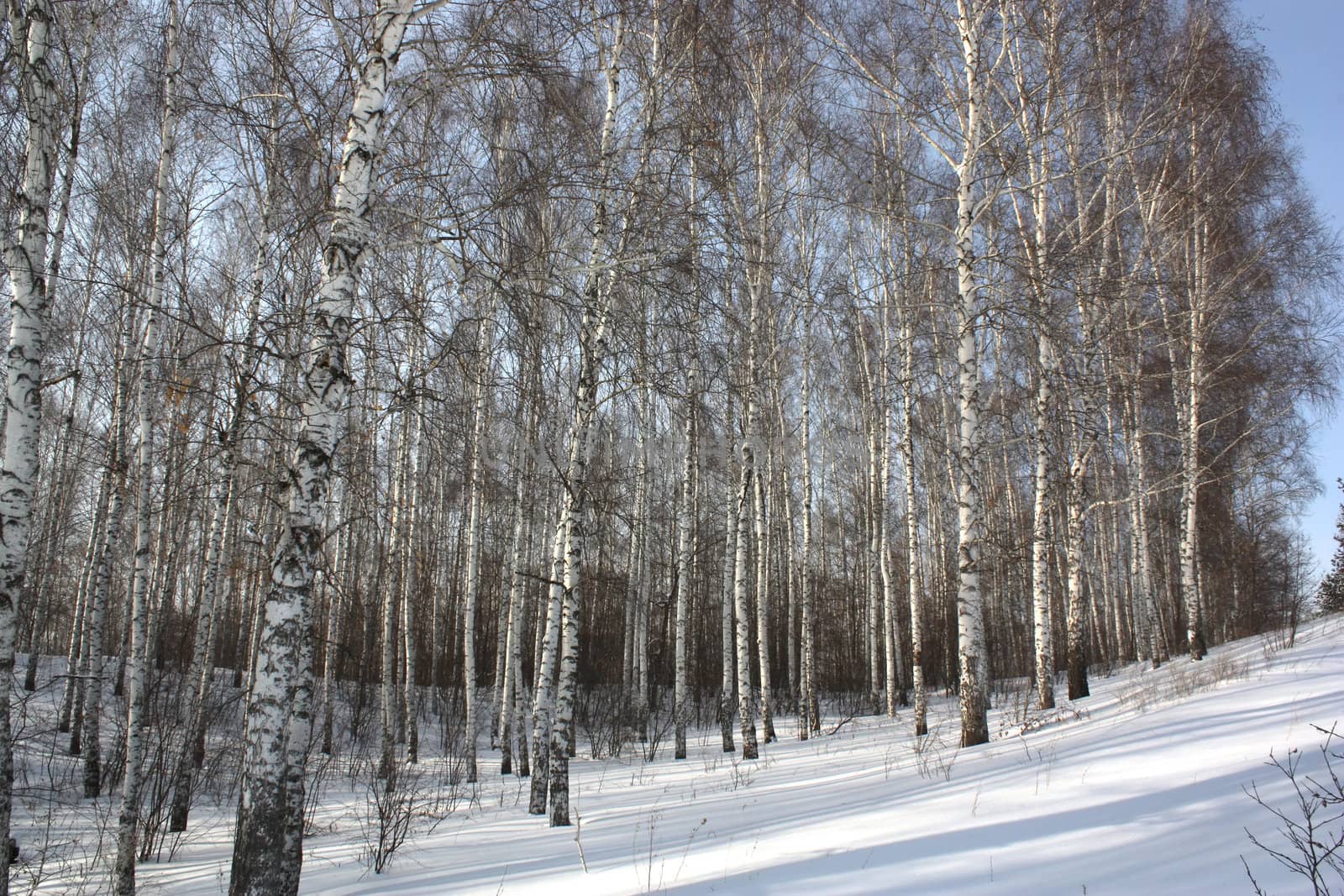 Winter birch wood