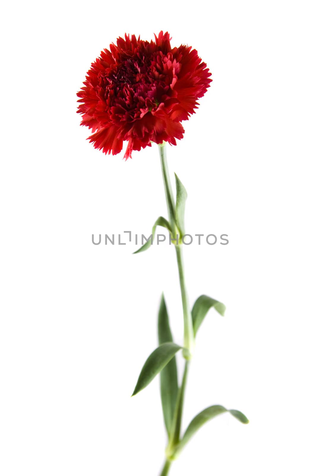 isolated carnation by yuliang11