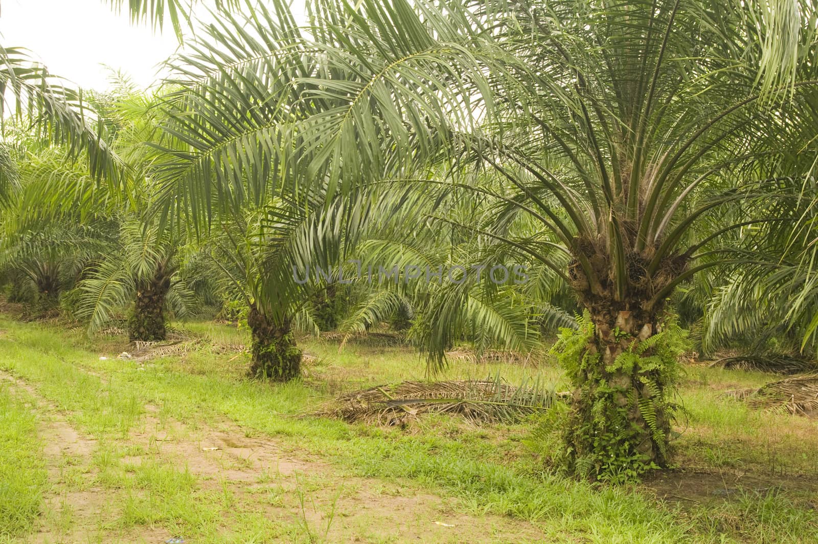 Palm oil to be extracted from its fruits. Fruits turn red when ripe. Photo taken at palm oil plantation in Malaysia, which is also the world largest palm oil exporting country.

