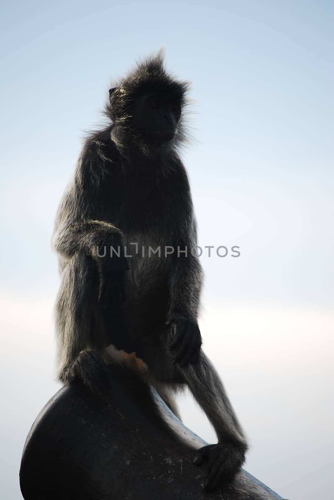 monkey by yuliang11