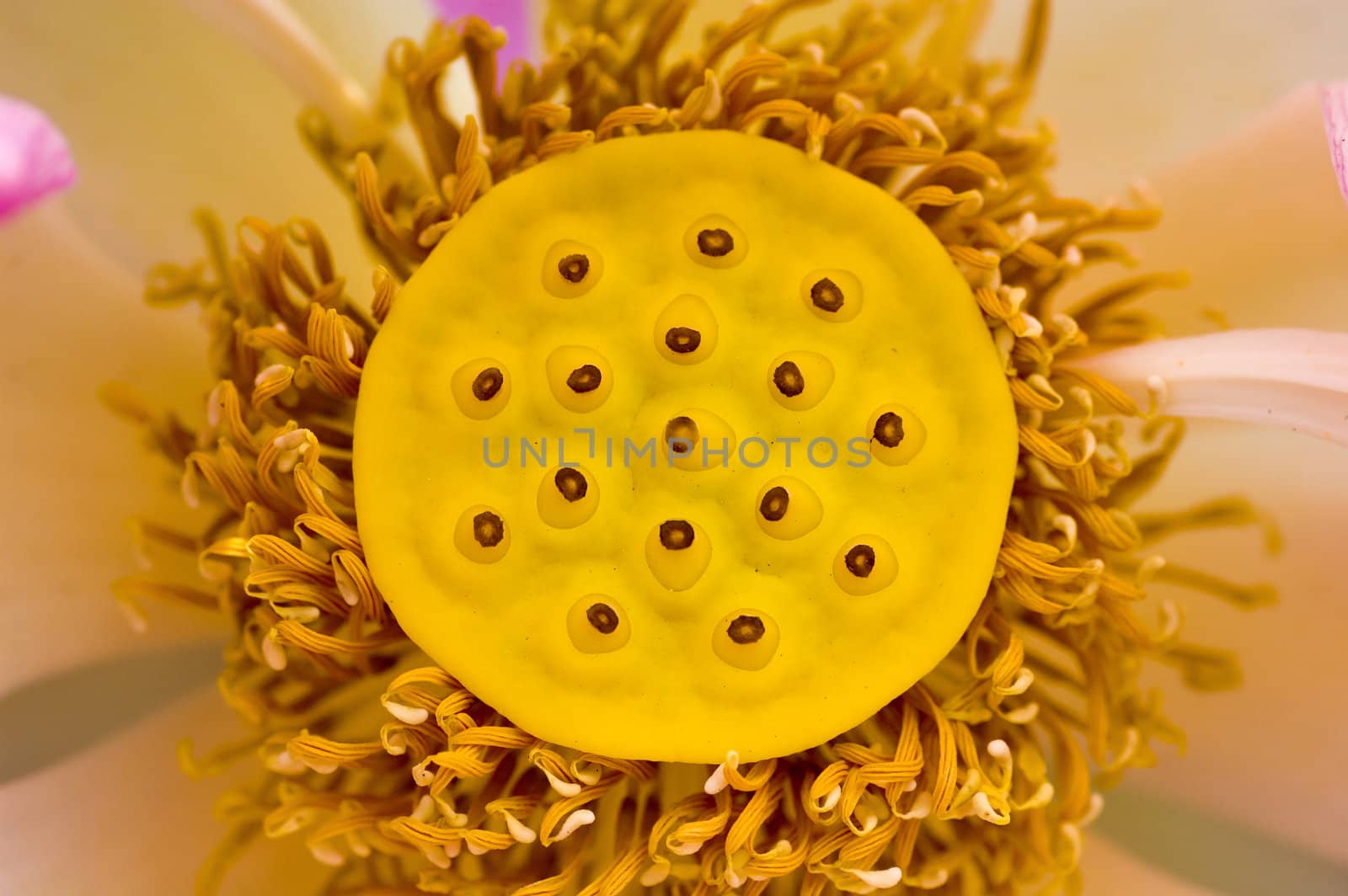 close up of a lotus seed