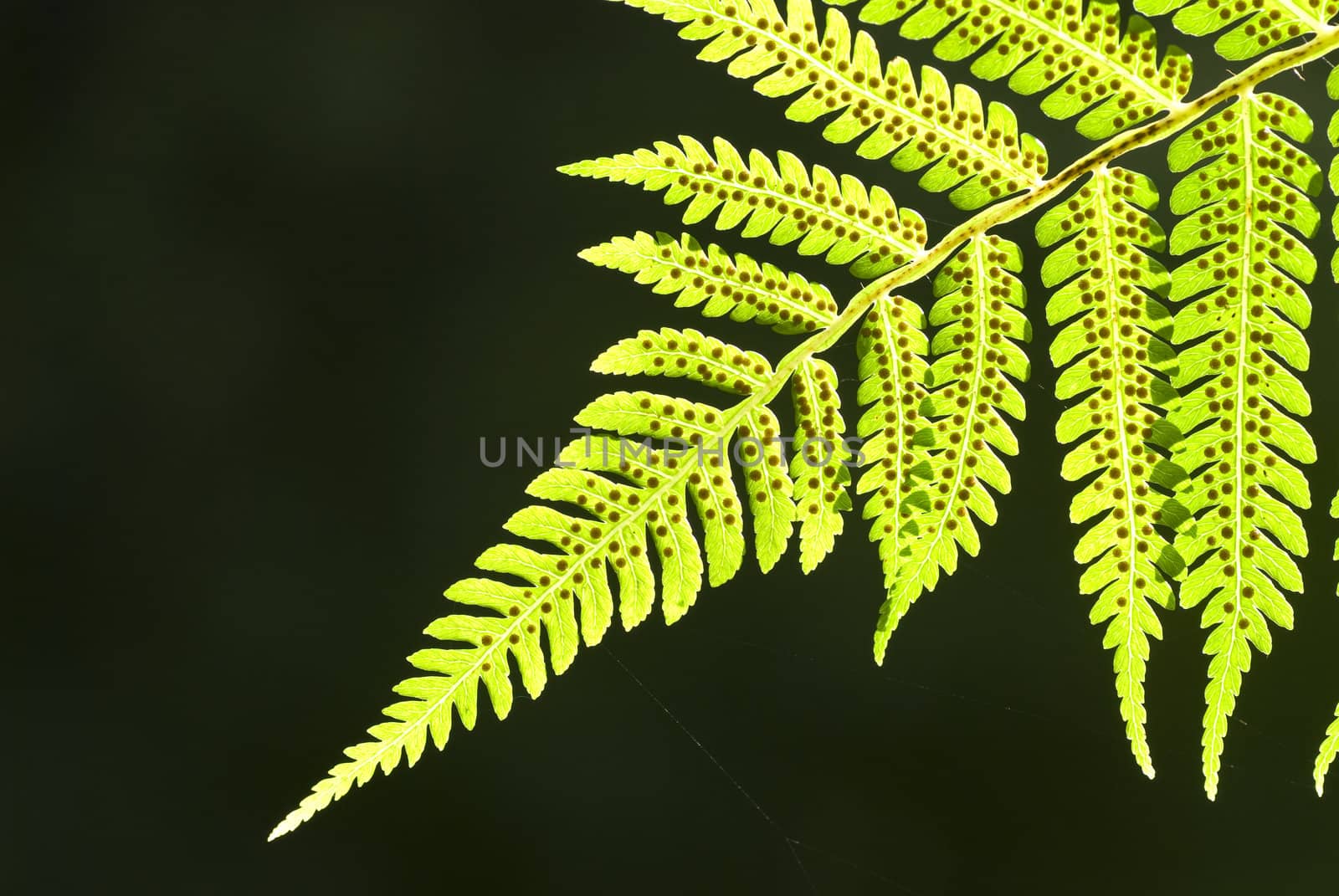 close up shot of green leaf