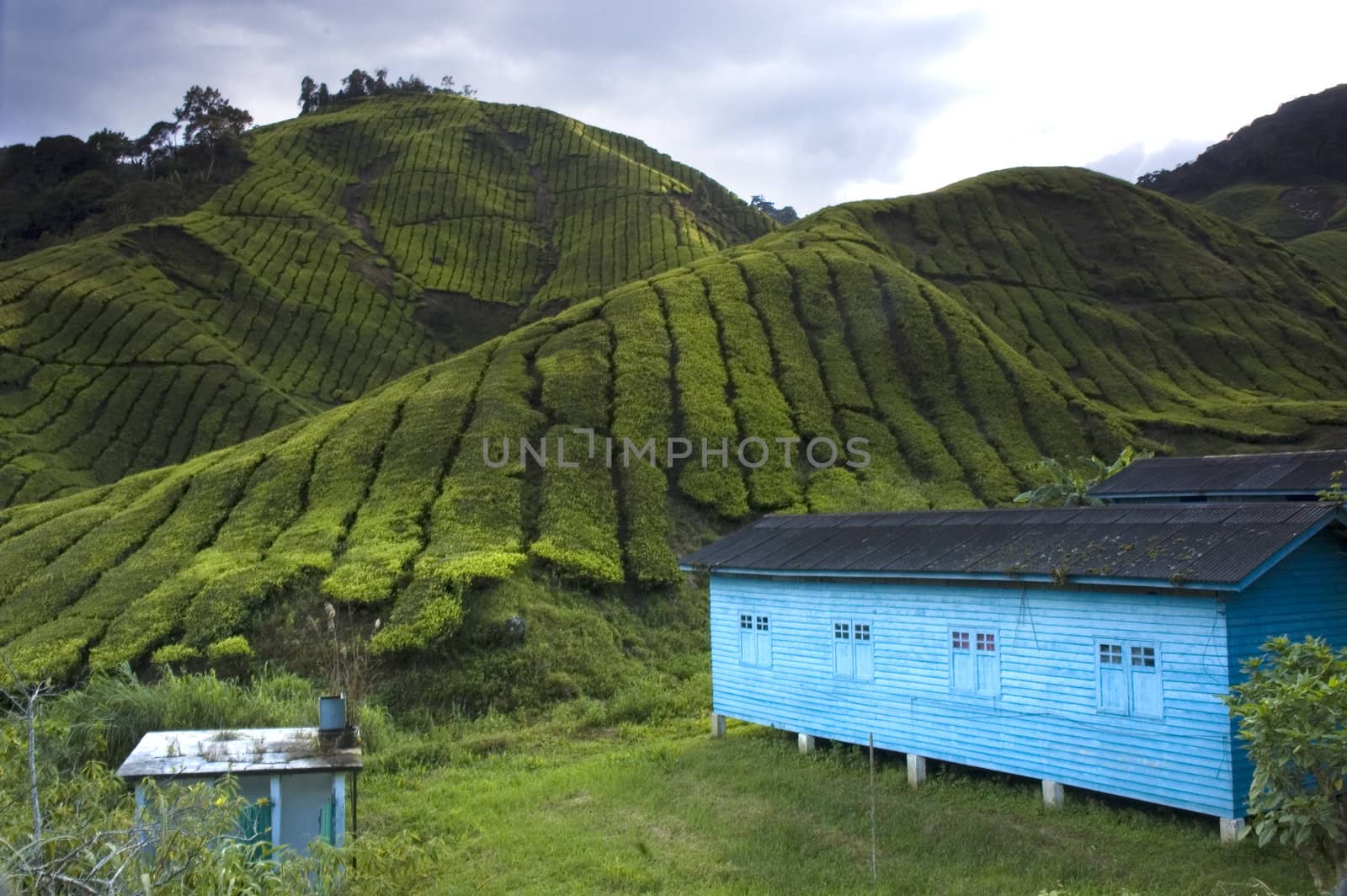 tea plantation cameron highlands, malaysia
